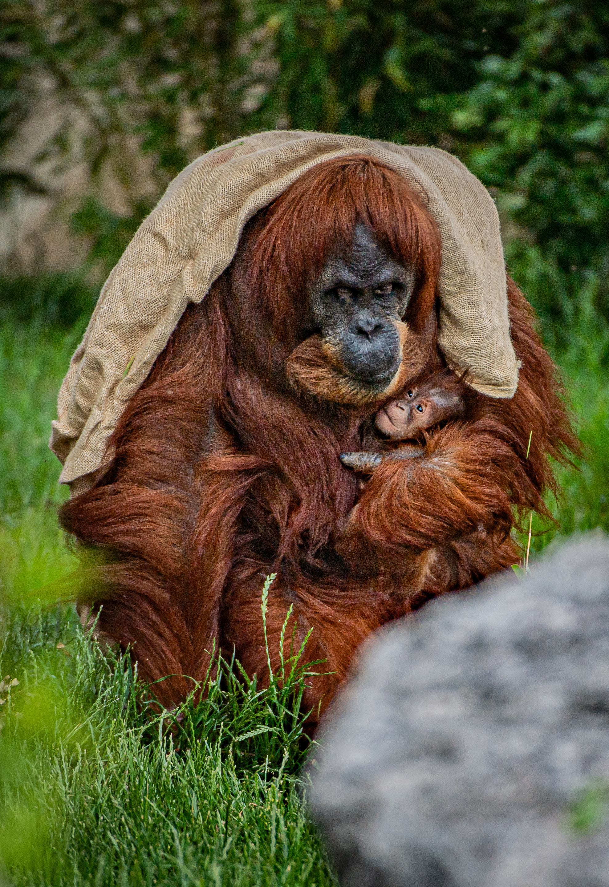 A critically endangered orangutan has been born at Chester Zoo.