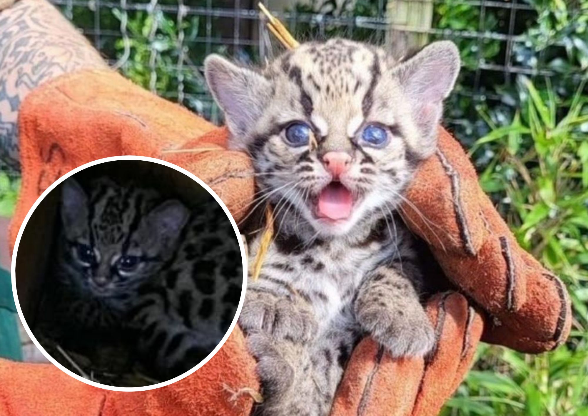 Welsh Mountain Zoo's Margay kitten 'Goose' begins exploring